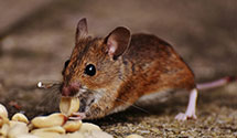 24 Hour & Emergency Exterminators in Burns Twp, MN